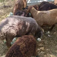گوسفند نر