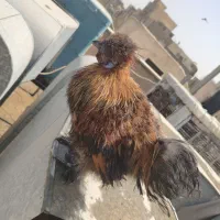 جوجه لاری|حیوانات مزرعه|ری, سیزده آبان|دیوار