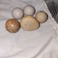 سنگ فلورانس یا شب چراغ|جواهرات|اهواز, اهواز|دیوار