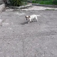 توله هاسگیودوبرمن