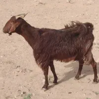 بز آبستن مایه دار  ده نیم      بزغاله بزرگ پنج نیم