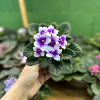 فروش بنفشه ی آفریقایی