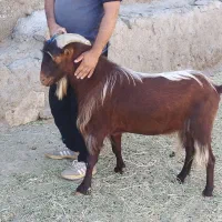 نر بز کوهی