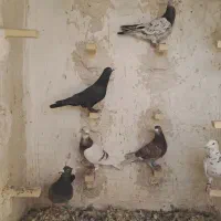 غوره ایی پیازی|پرنده|شیراز, کوشک میدان|دیوار