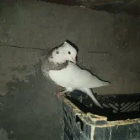 کبوتر|پرنده|میاندوآب, |دیوار