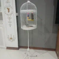 عروس هلندی نر