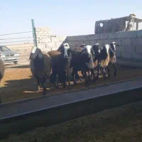 بره ماده برتر|حیوانات مزرعه|اسفرورین, |دیوار