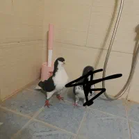 کفتر|پرنده|مرودشت, رامجرد یک|دیوار