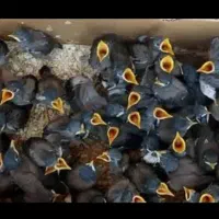خرید و فروش مرغ مینا