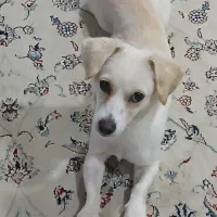 سگ  نژاد دار.واگذار میشود