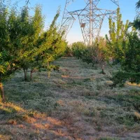 فروش باغ بادام آلبالو وزرد الو