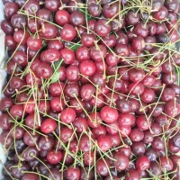 آلبالو درشت محلی