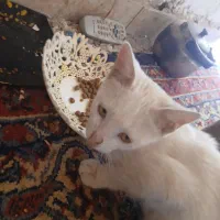 هدیه گربه