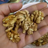 مغزگردو سفید پرچرب