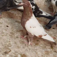 معاوضه با کفتر جفتی توی آلمانی پریدن از جوجگی|پرنده|شیروان (خراسان), |دیوار