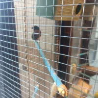 دو جفت مرغ عشق و یه جفت فنج پرستار|پرنده|شهرکرد, |دیوار