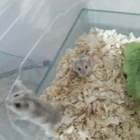 همستر خانگی|موش و خرگوش|قدس, شهرقدس|دیوار