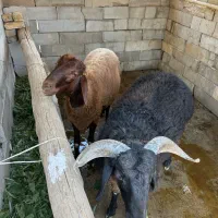 بره چاق ارگانیک موجود است