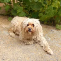 سگ گم شده (عکس تزیینی ولی مشابه است)