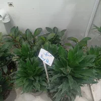 گل وگیاه آرکا نشتیفان فولاد پنجه|گل و گیاه طبیعی|خواف, |دیوار