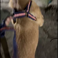 میکس افغان و پژدر طلایی