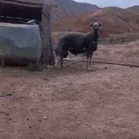 قوچ گوگ قیر ۱۱ماهه سنگین وزن زیر خاکی