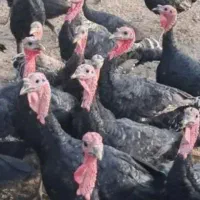 بوقلمون طبیعی