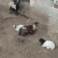 دو عدد بز جوان با بزغاله