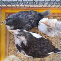 جوجه گلین طوسی کم رنگ و پررنگ