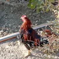 خروس|حیوانات مزرعه|محمدشهر, محمدشهر|دیوار