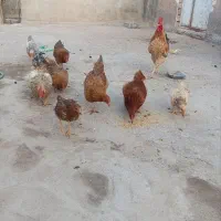 فروش مرغ و خروس محلی|حیوانات مزرعه|بندرعباس, |دیوار