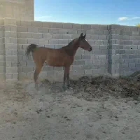 کره اسب ترکمن