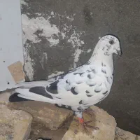 حیوون فروشی|پرنده|تربت‌حیدریه, آغوی|دیوار