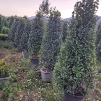 یاس هلندی(تعدادی محدود)
