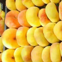 تولید نهال هلو انجیری عسلی شیرین و خوش طعم