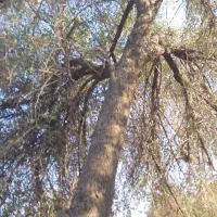 ۵ اصله درخت کنار