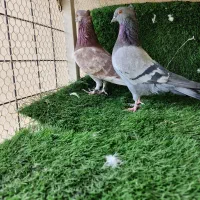 کفتر طهرونی