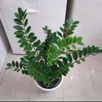 زاموفیلیا بسیار بزرگ و آگلونما زیبا هدیه روز مادر