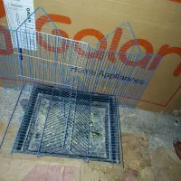 طوطی|پرنده|شهرکرد, |دیوار