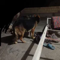 سگ ژرمن شپرد|سگ|سراب, |دیوار