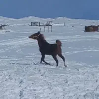 اسب مادیان|اسب و تجهیزات اسب‌سواری|خوی, |دیوار