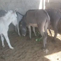 5 عدد کره الاغ (کره خر)|حیوانات مزرعه|خمینیشهر, |دیوار