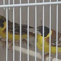 سهره زردپر و یک جفت سهره اهوازی یکسال قفس|پرنده|تهران, اتحاد|دیوار