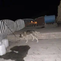 سگ هاسکی نژاد اصیل سیبری واگزاریم|سگ|مشهد, الهیه|دیوار