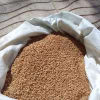 گندم نان بذر حیدری