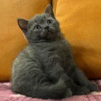 واگذاری گربه|گربه|قزوین, |دیوار