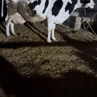 گاوهلشتاین آمریکایی ۲۵کیلوشیر|حیوانات مزرعه|کرمانشاه, |دیوار