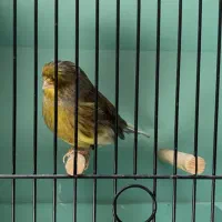 قناری نر گلستر قرص بخون