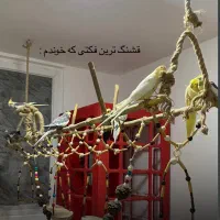 تاب معلق پرندگان|لوازم جانبی حیوانات|بندرعباس, |دیوار