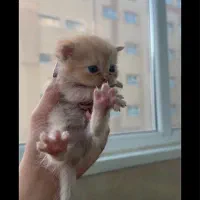 گربه اسکاتیش ،پرشین|گربه|تبریز, |دیوار